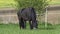 Black Friesian horse on the green pasture