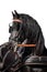 Black Friesian horse head isolated