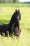 Black friesian horse on the meadow