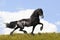 Black friesian horse on the meadow