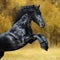 The black Friesian horse play in the gold autumn wood