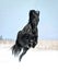 Black friesian horse plays in winter