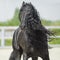 Black Friesian horse, portrain in motion