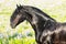 Black friesian horse portrait