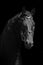 Black Friesian Horse Portrait close up