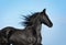 Black friesian horse portrait in motion