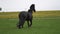 Black friesian horse runs gallop
