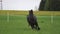 Black Friesian horse runs gallop