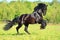 Black Friesian horse runs gallop in freedom