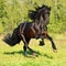 Black Friesian horse runs gallop in freedom