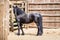 Black friesian horse stands inside wooden corral