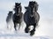 Black Friesian Horses