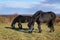 Black Friesian Horses on the pasture. Czech republic