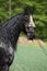 Black friesian mare in spring