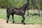 Black friesian mare in spring