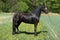 Black friesian mare in spring