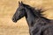 Black Friesian Stallion