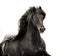 black friesian stallion with long mane portrait on white background in sepia
