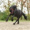 Black friesian stallion running on sand in autumn