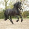 Black friesian stallion running on sand in autumn