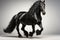 Black friesian stallion in studio