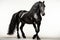 Black friesian stallion in studio