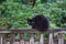 Black frightened cat sitting on a gray wooden fence