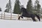 Black frisian horse gallop in snow in winter time