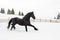 Black Frisian horse running on manege in Romanian countryside farm
