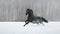 Black frisian horse on snow winter