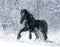 Black frisian stallion