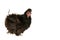 Black Frizzle Chicken isolated on white