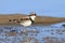 Black fronted dotterel on lakeshore