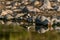 Black-fronted dotterel perched atop a rocky outcrop with a body of water.