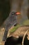 Black fronted Nunbird on a branch