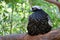 Black-fronted Piping Guan or Jacutinga Bird Perching on the Tree