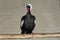 Black-fronted piping-guan, Penelope jacutinga