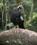 Black-fronted piping-guan, Penelope jacutinga