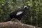 Black-fronted piping-guan, Penelope jacutinga