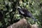 Black-fronted piping-guan, Penelope jacutinga