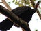 Black fronted piping guan wild Costa Rica turkey like bird