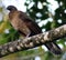 Black fronted piping guan wild Costa Rica turkey like bird