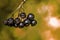 Black-fruited mountain ash. Garden tree.