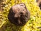 black fungi ball tree stump - Daldinia concentrica (Bolton) Ces. & De Not. - King Alfred\'s Cakes