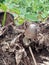 a black fungus growing on a rotting banana tree trunk