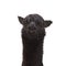 Black funny alpaca isolated on white background