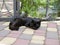 A black furry cat sleeps on a paving slab against a metal black fence and a green Bush on a hot Sunny summer day.