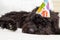 Black furry dog lying on white chair wearing a birthday party hat