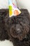 Black furry dog lying on white chair wearing a birthday party hat