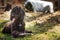 Black furry dog lying in the yard with a stick